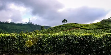 Malayalam Movies to Watch on Amazon Prime, Hotstar, ZEE5, Netflix and SonyLIV